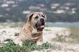 CANE CORSO 664